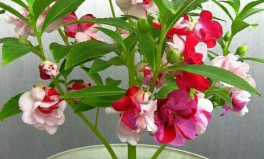 指甲花的学名叫什么,从凤仙花到美丽指甲的秘密”